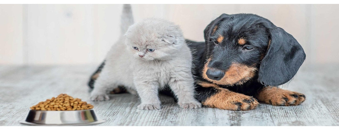 Allergie e intolleranze nei cani e gatti