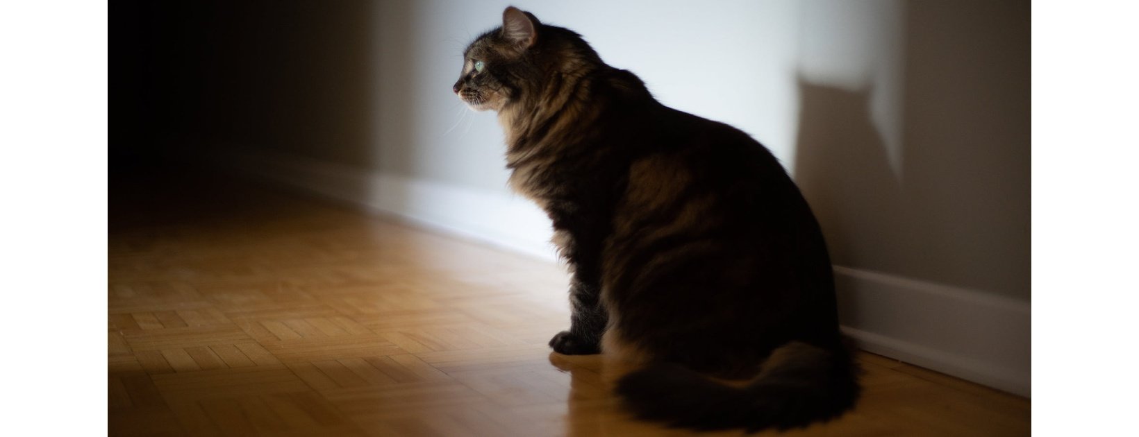 Cambiare l’alimentazione del gatto è possibile?