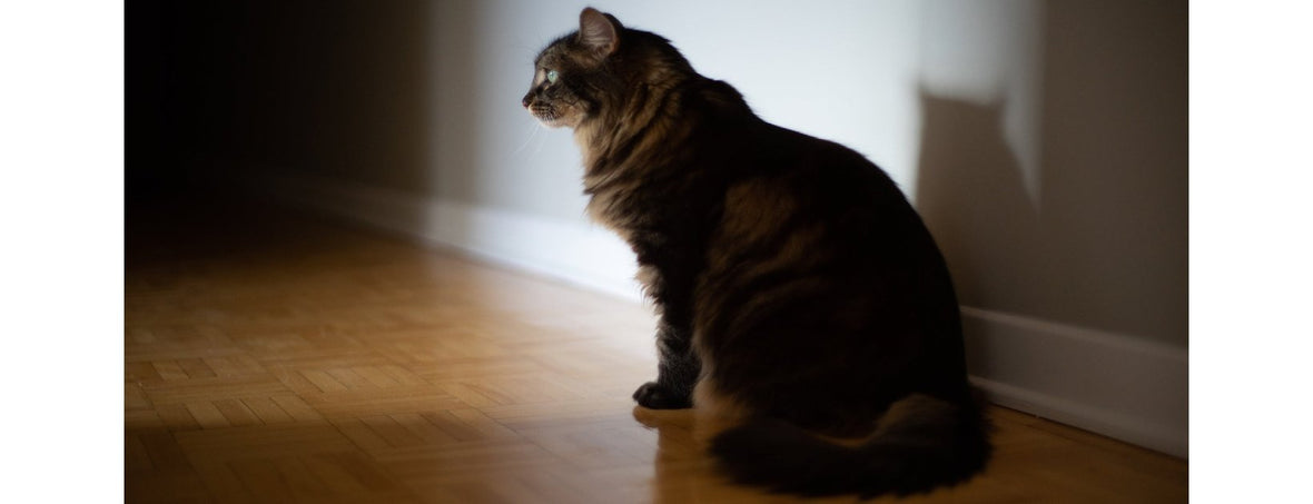 Cambiare l’alimentazione del gatto è possibile?
