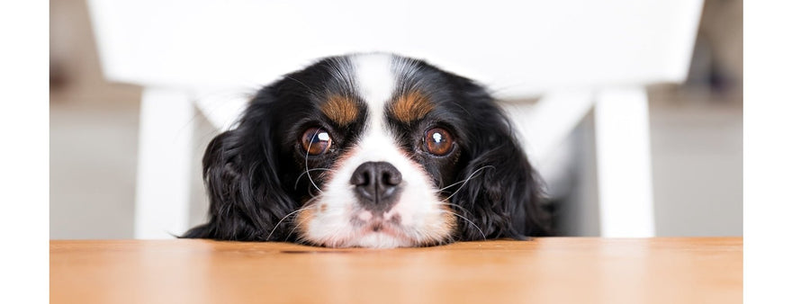 Il tuo cane è inappetente?