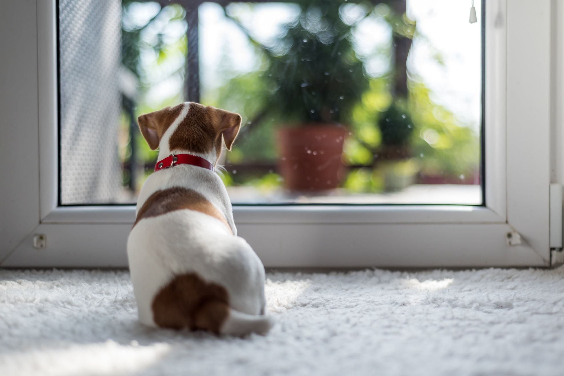 Tornare al Lavoro dopo le Vacanze: Consigli per Gestire il Ritorno alla Routine con il Tuo Fedele Amico a Quattro Zampe