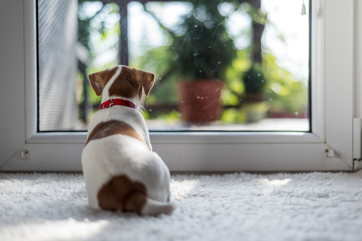 Tornare al Lavoro dopo le Vacanze: Consigli per Gestire il Ritorno alla Routine con il Tuo Fedele Amico a Quattro Zampe