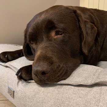 Cucce per cani