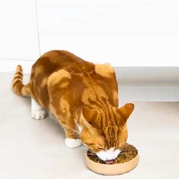 Cibo per gatti
