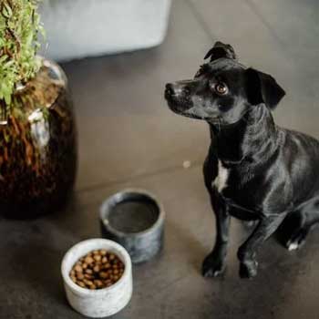 Ciotole per Cani