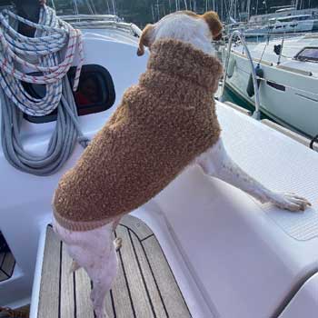 Maglioncini per cani
