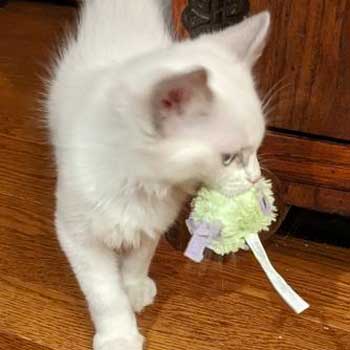 Giochi per gatti