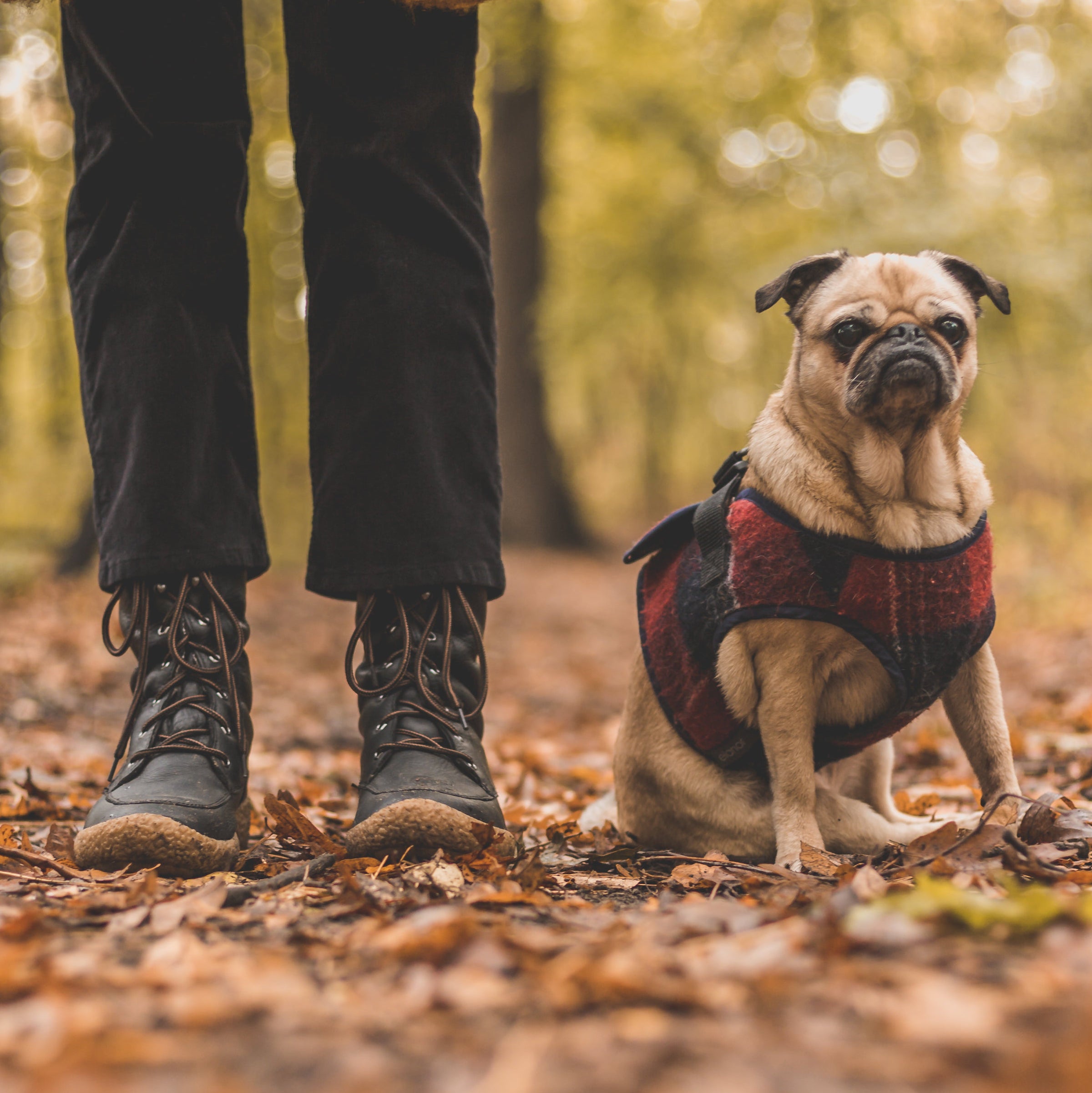 Accessori per cani