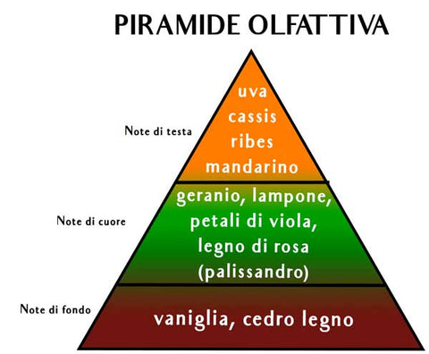 Piramide Olfattiva fragranza Uva e Mirtilli