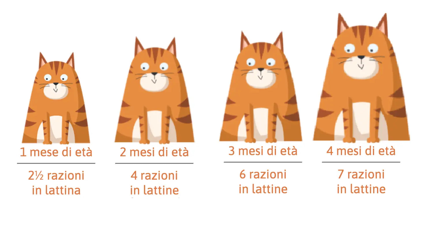PETREET Velvety Kitten