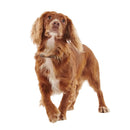 Barbour - Collare per cani in pelle - Collari