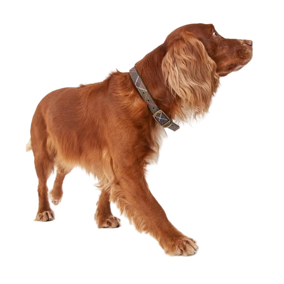 Barbour - Collare per cani Tartan Cotone - Collari