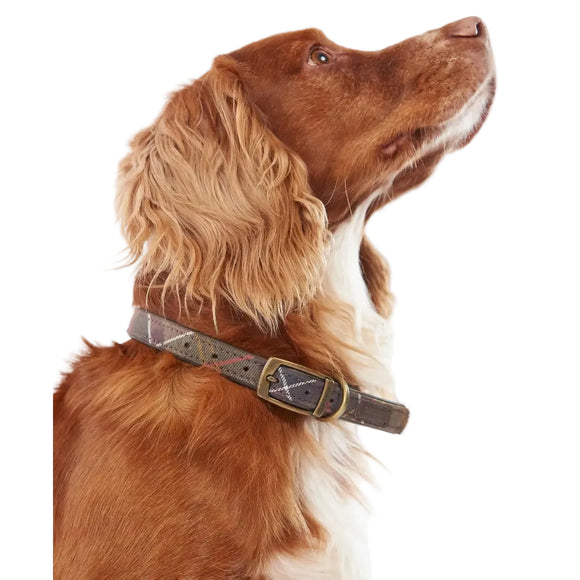 Barbour - Collare per cani Tartan Cotone - Collari