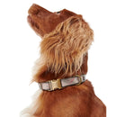 Barbour - Collare per cani Tartan Pink riflettente - Collari