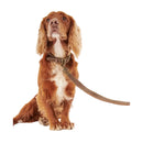 Barbour - Guinzaglio per cani in pelle - Guinzagli