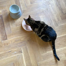 Hoopo Katzennapf Plate-9