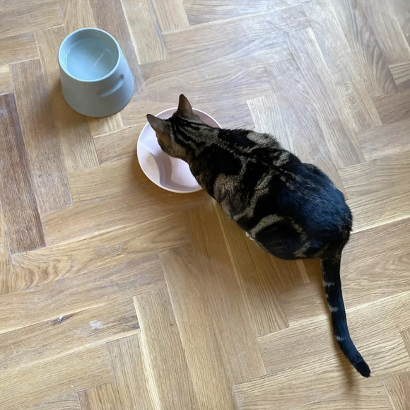 Hoopo Katzennapf Plate