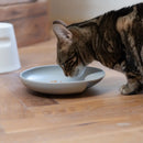Hoopo Katzennapf Plate-13