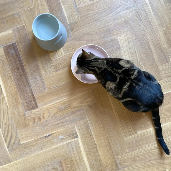 Hoopo Katzennapf Plate