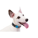 Collare Charlie Brown Xa Blue - Collari