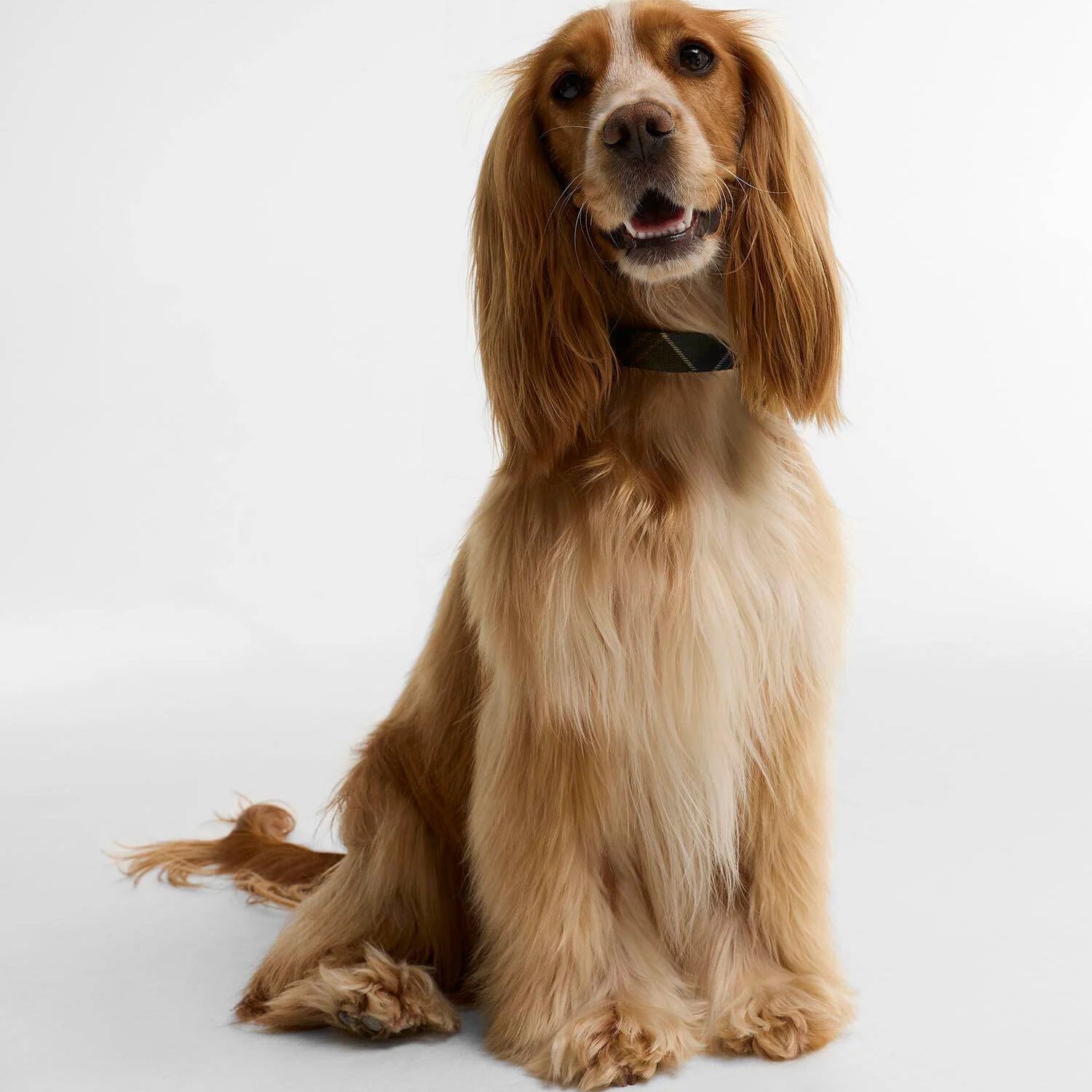 Barbour Collier pour chien imprimé tartan