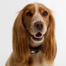 Barbour Collier pour chien imprimé tartan-8