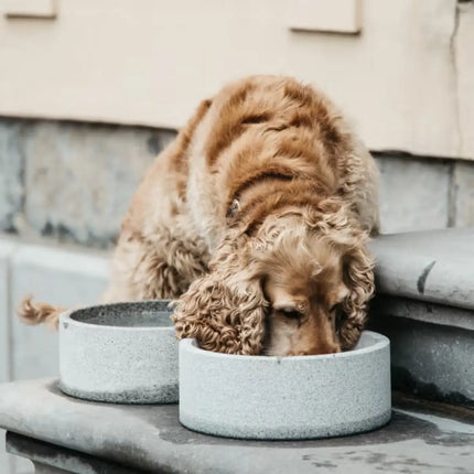 Kentucky - Granite Dog Bowl