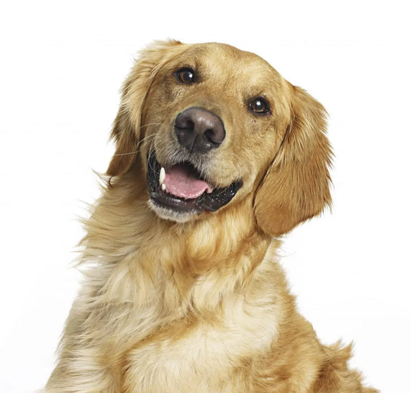 Advantix™ spot-on per cani