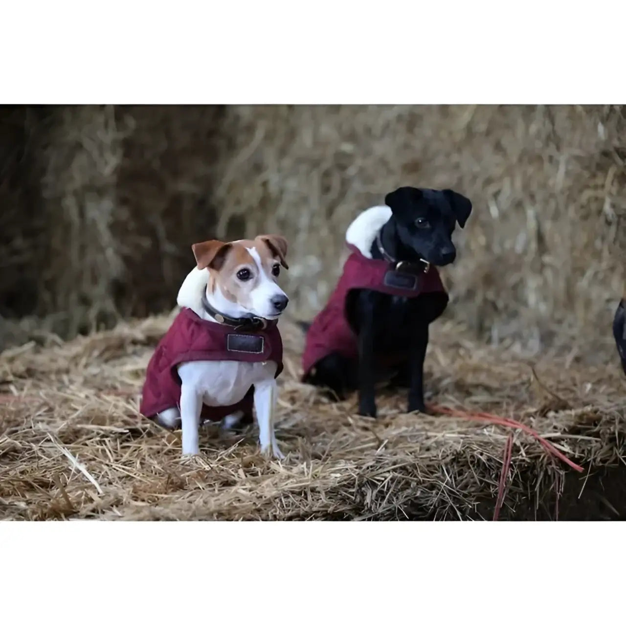 Kentucky - Cappotto Original - Cappottini