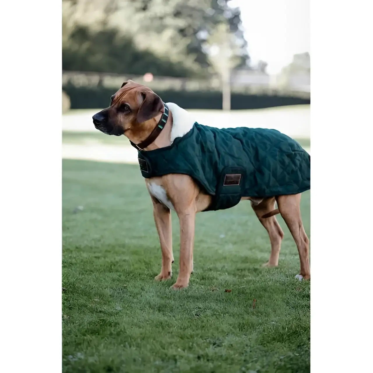 Kentucky - Cappotto Original - Cappottini