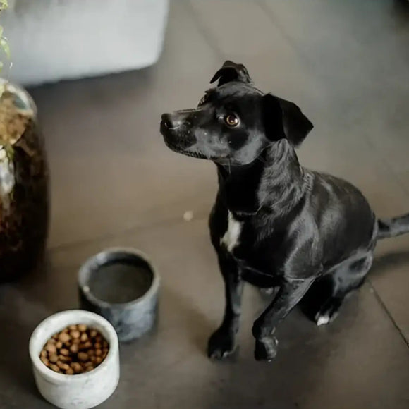Kentucky - Ciotola per cani in marmo - Ciotole