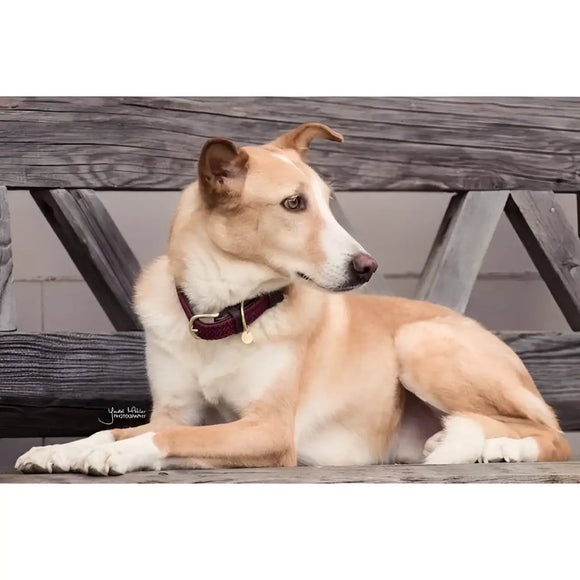 Kentucky - Collare per cani in nylon intrecciato Bordeaux - Collari