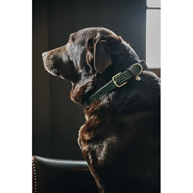 Kentucky - Collare per cani in nylon intrecciato Bordeaux - Collari