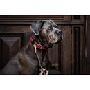 Kentucky - Collare per cani in nylon intrecciato Navy - Collari