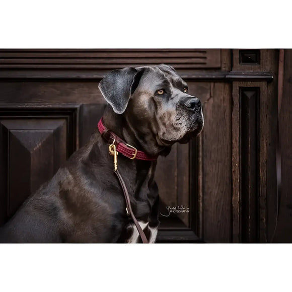 Kentucky - Collare per cani in nylon intrecciato Verde Oliva - Collari