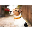 Kentucky - Collare per cani in velluto Arancione - Collari