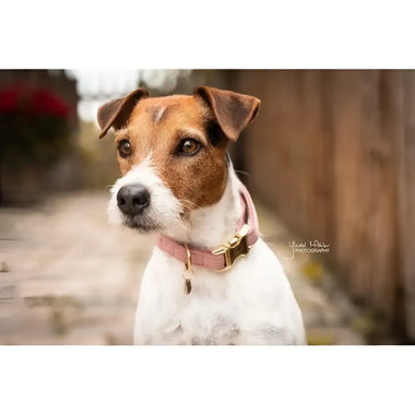 Kentucky - Collare per cani in velluto Rosa Antico - Collari
