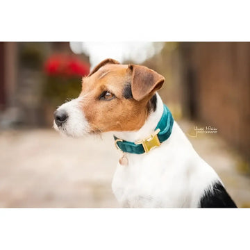Kentucky - Collare per cani in velluto Smeraldo - Collari