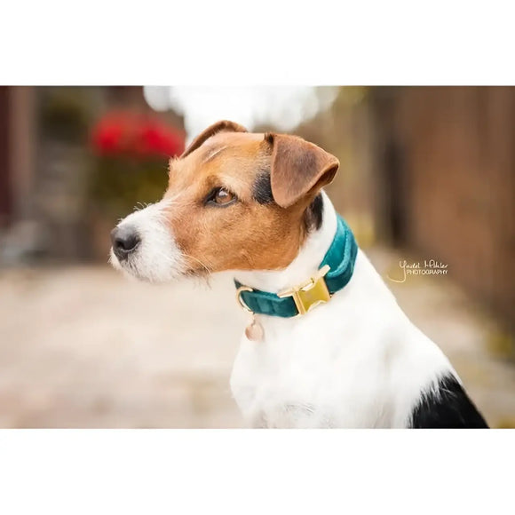 Kentucky - Collare per cani in velluto Smeraldo - Collari