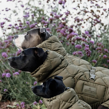 Kentucky - Impermeabile per cani Pina - Impermeabili