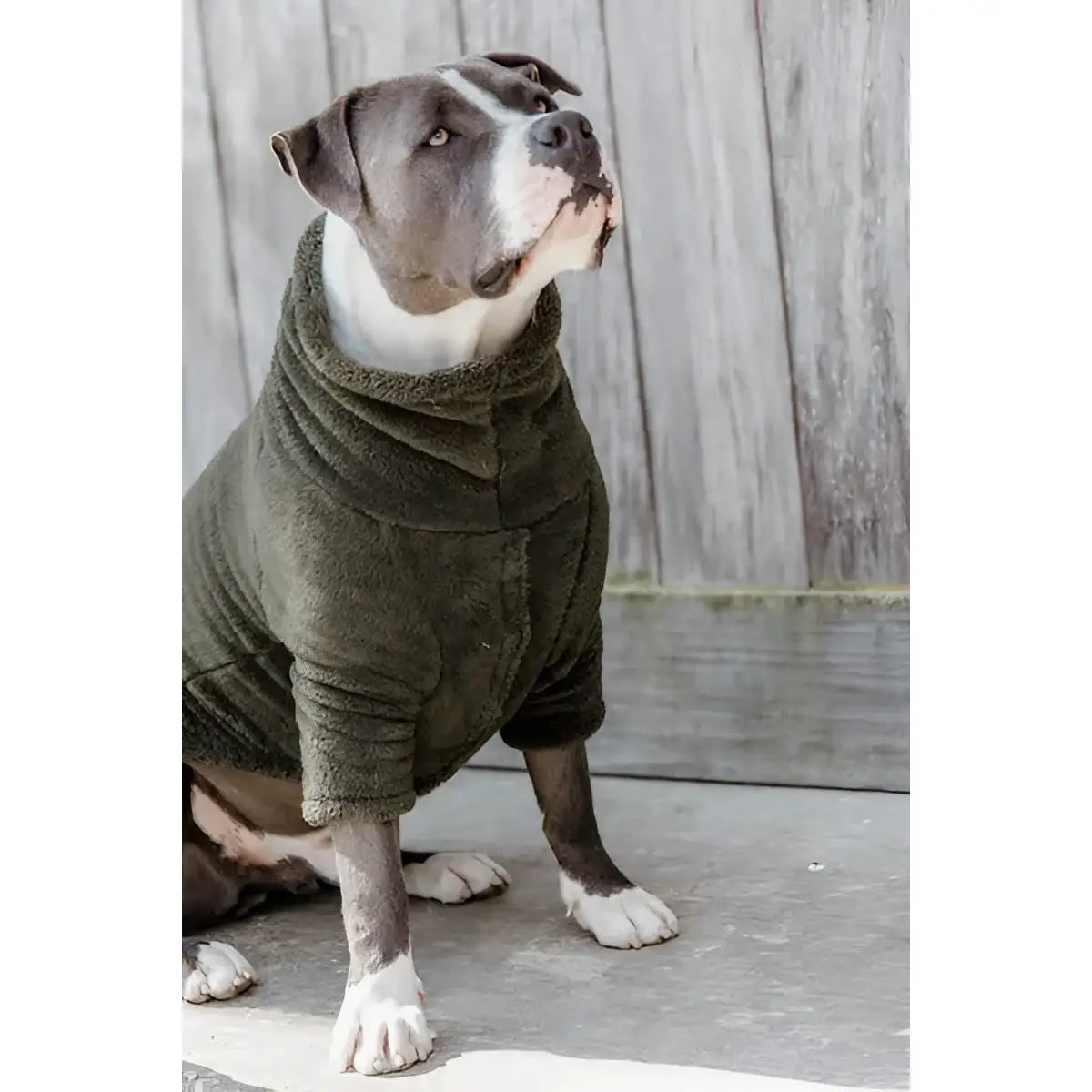 Kentucky - Maglione per cani Teddy Fleece - Maglioncini