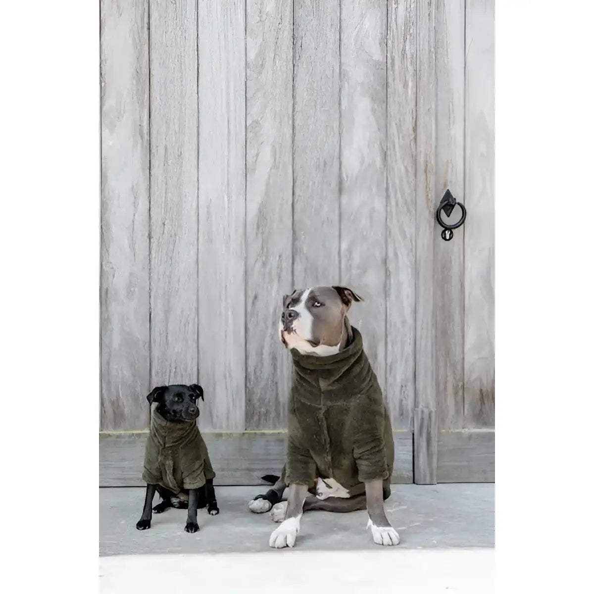 Kentucky - Maglione per cani Teddy Fleece - Maglioncini