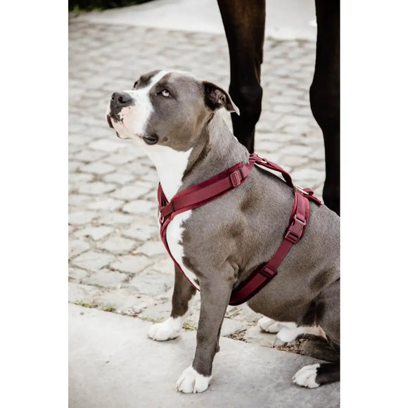 Kentucky - Pettorina per cani Active Velvet - Pettorine