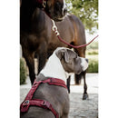 Kentucky - Pettorina per cani Active Velvet - Pettorine
