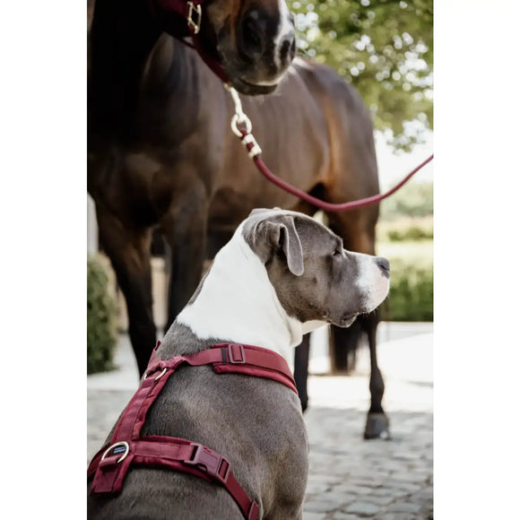 Kentucky - Pettorina per cani Active Velvet - Pettorine