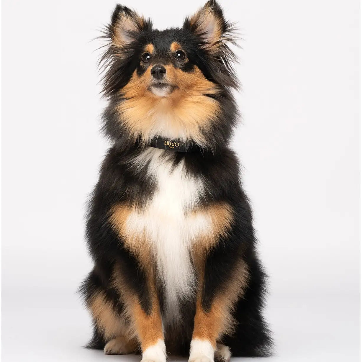Tri-colored Sheltie con collare Liu Jo in soffice PVC ecologico e borchie cuori