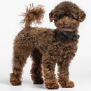 Poodle marrone con collare Liu Jo in Soffice PVC Ecologico e borchie cuori