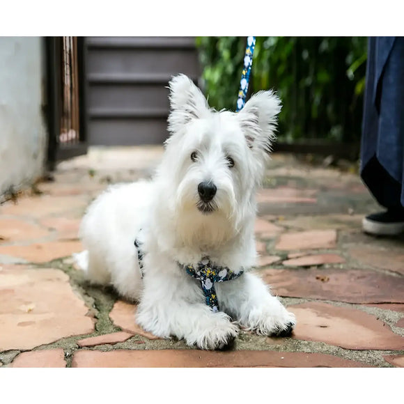 Pettorine Charlie Brown Xa Blue