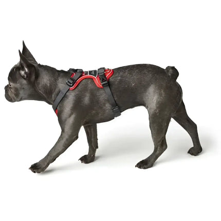 Pettorine Divo Rosso e Grigio