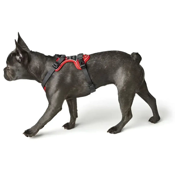 Pettorine Divo Rosso e Grigio